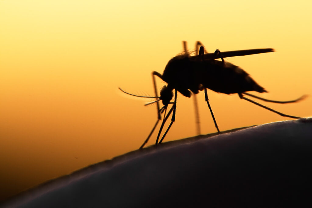 Bild på mygga i solnedgång